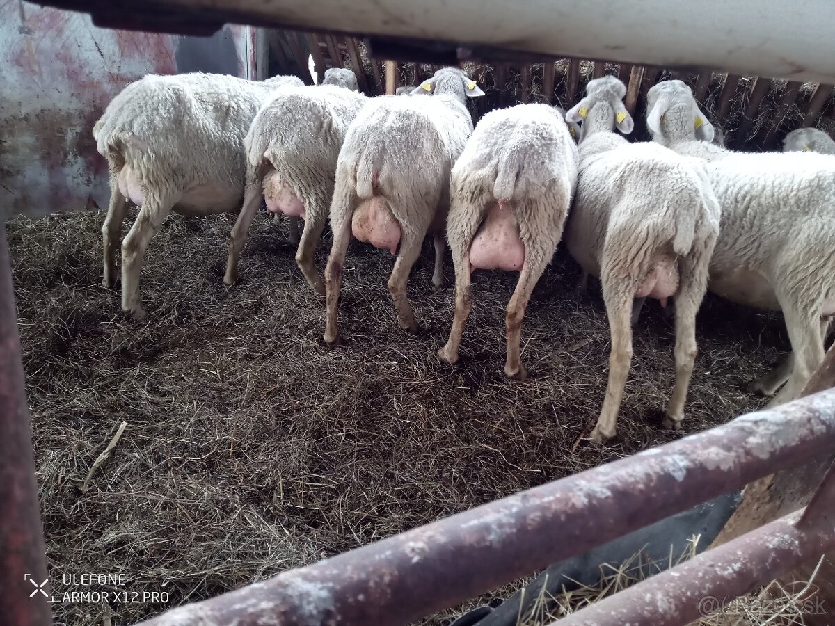 Dojne ovce - 3