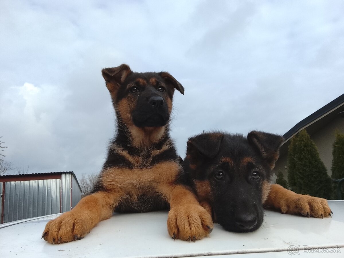 Šteniatka nemecký ovčiak - 3