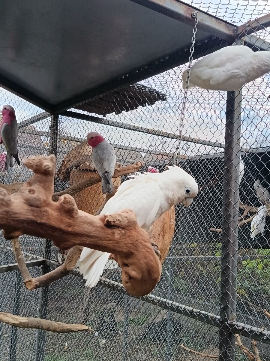 Kakadu šalamúnsky - 3