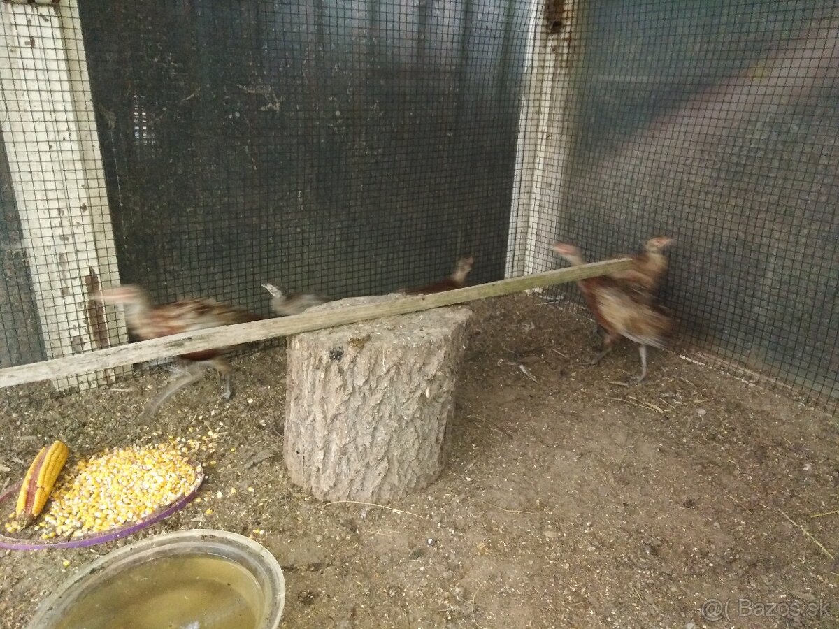 Predám bažanty - 3