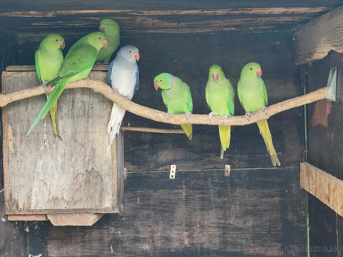 Predam alexander maly - 3