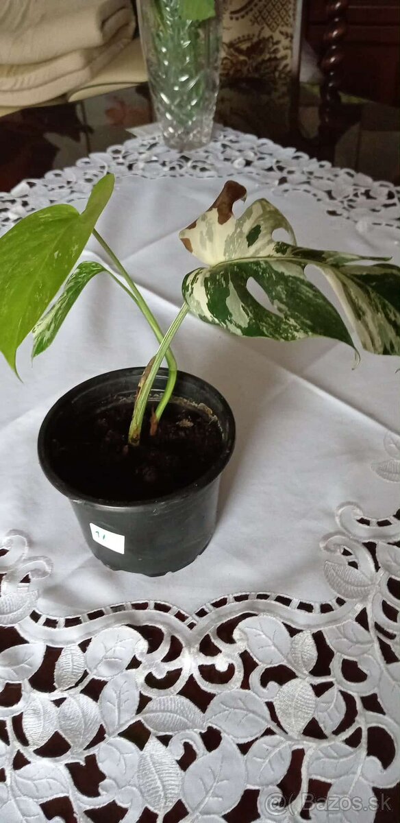 Monstera albo variegata - 3