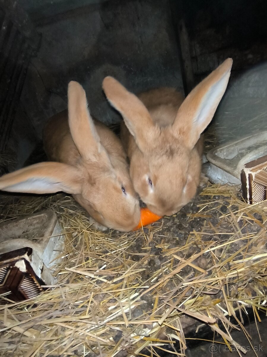 Predám chovné zajace - 3