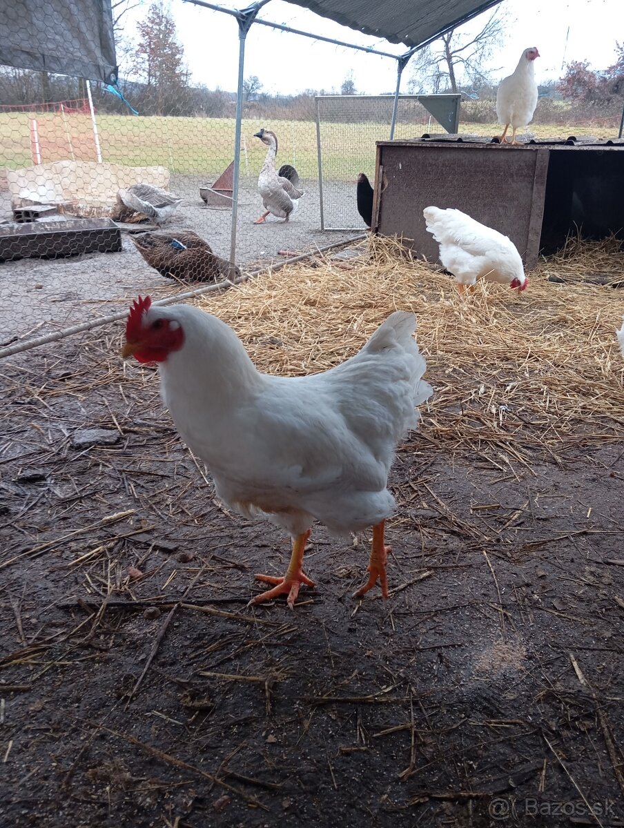 Kohúty plymutka biela , amrox - 3