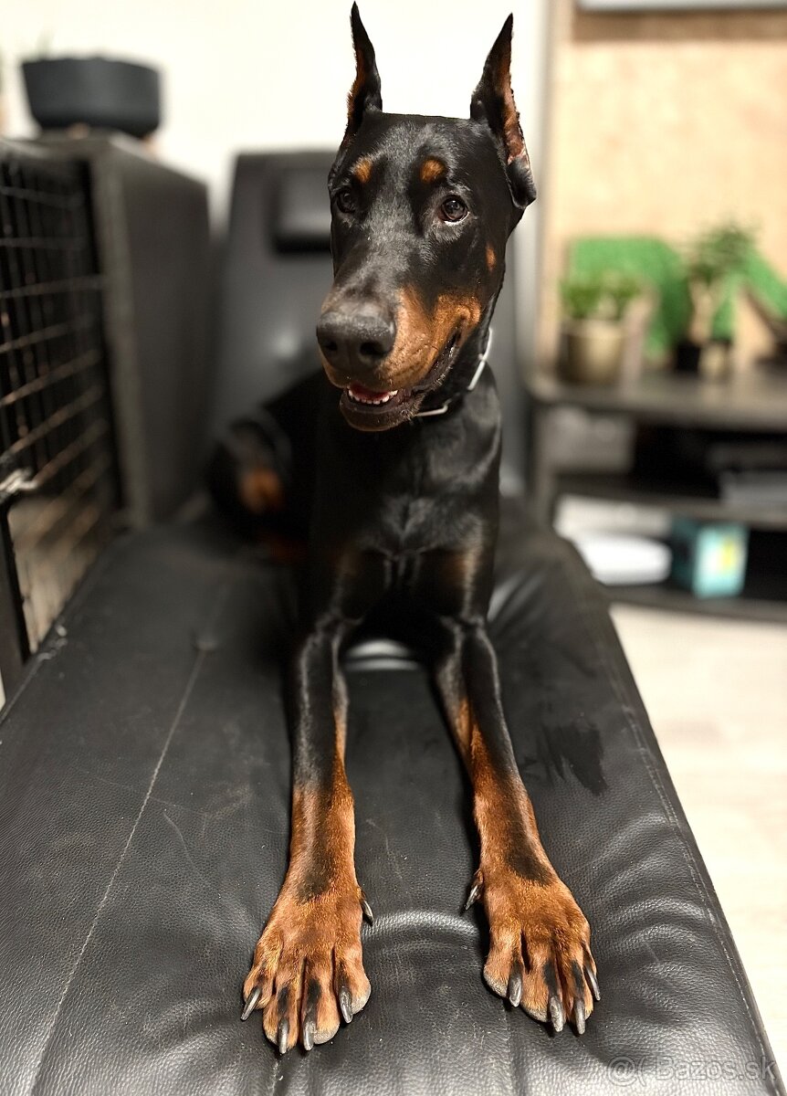 Doberman na krytie - 3