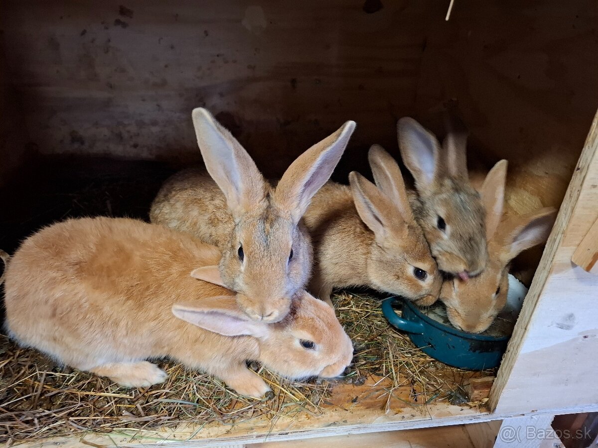 Králiky - 3