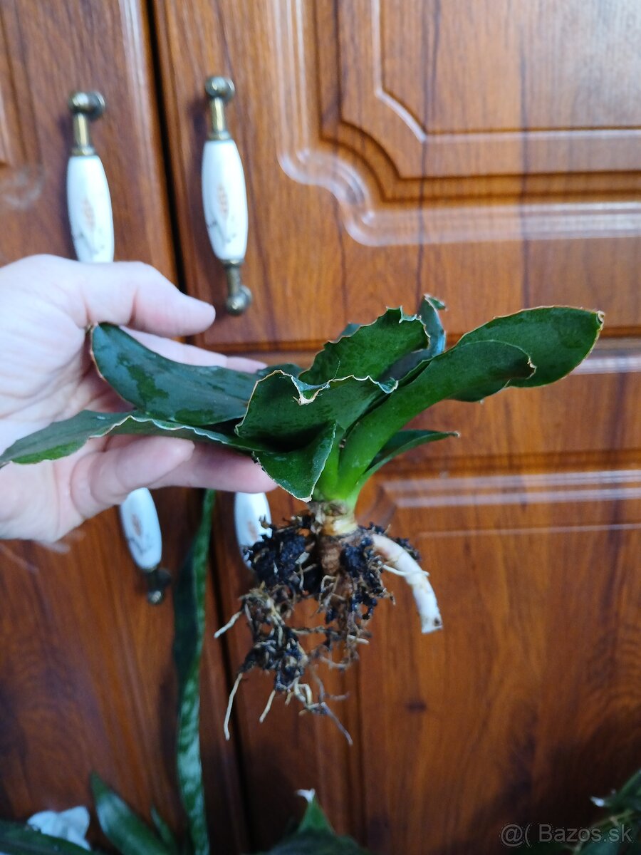 Sansevieria Star Rose - 3