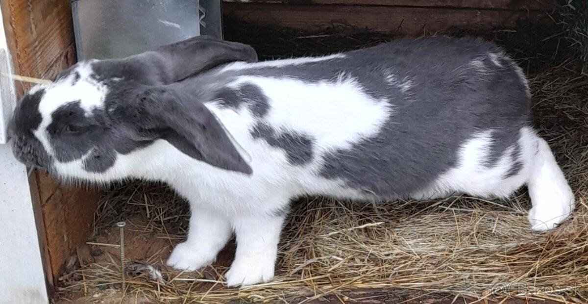 Predám samca NOSxFB - 3