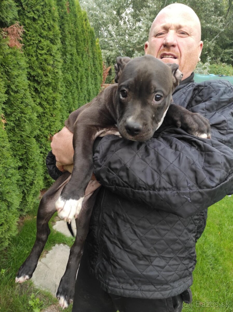 J&K bullys "ponúkame na predaj American bully XL - 3