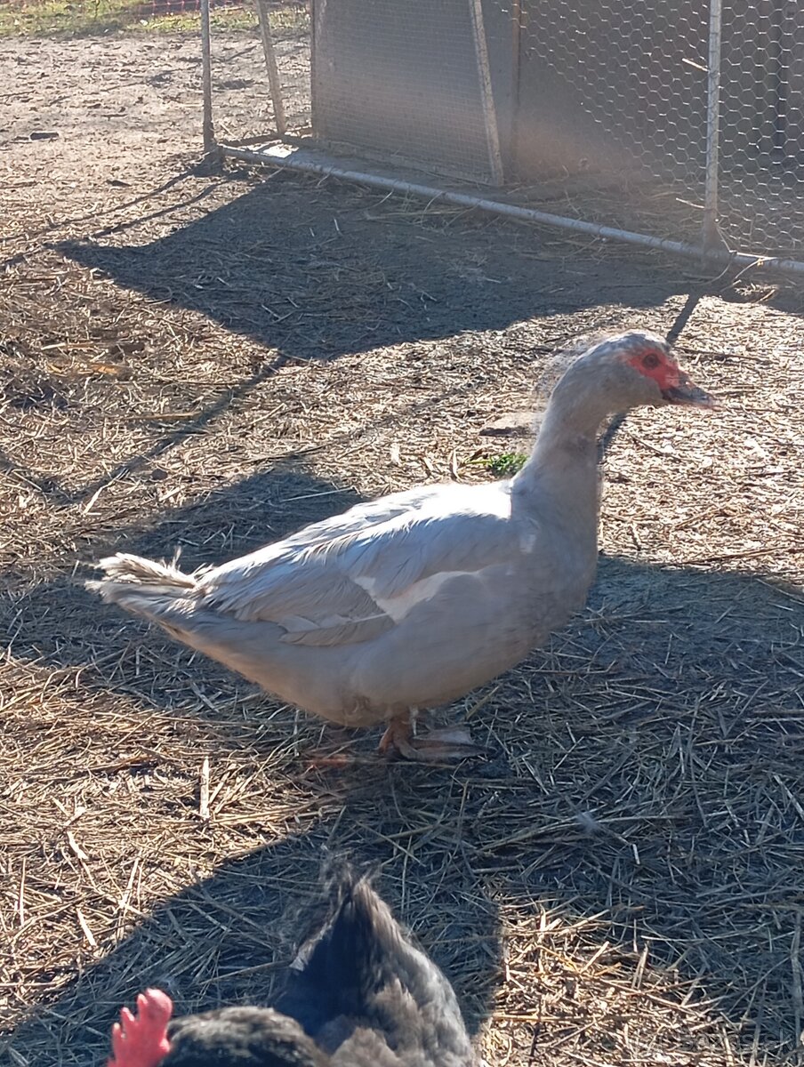 Pižmové kačky ( čínske kačky) 8 ks - 3