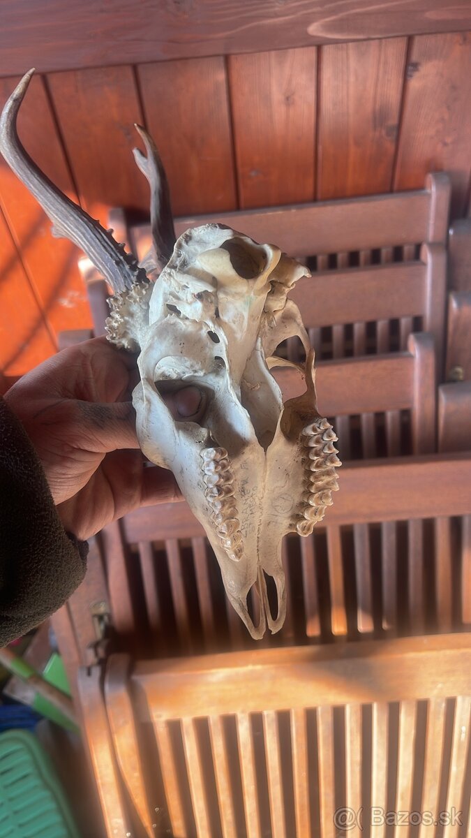 Trofej ,srnec ,parohy ,parozie ,zhody - 3