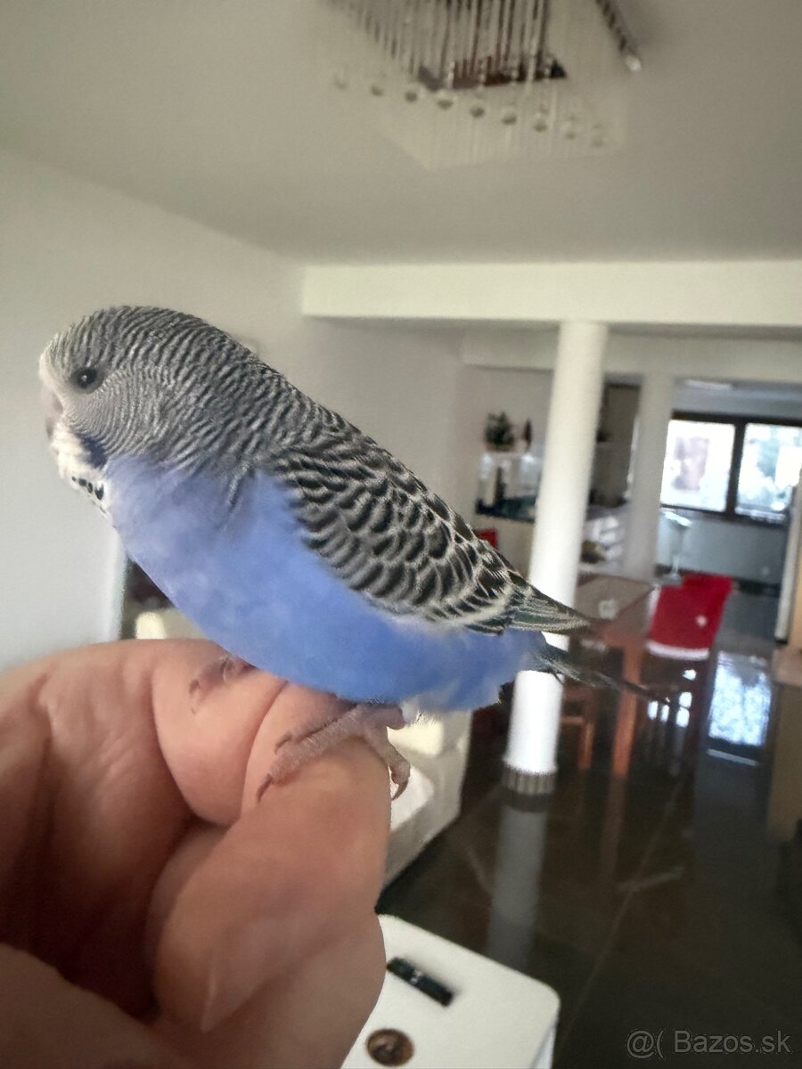 Andulky Maznačikovia krotke - 3