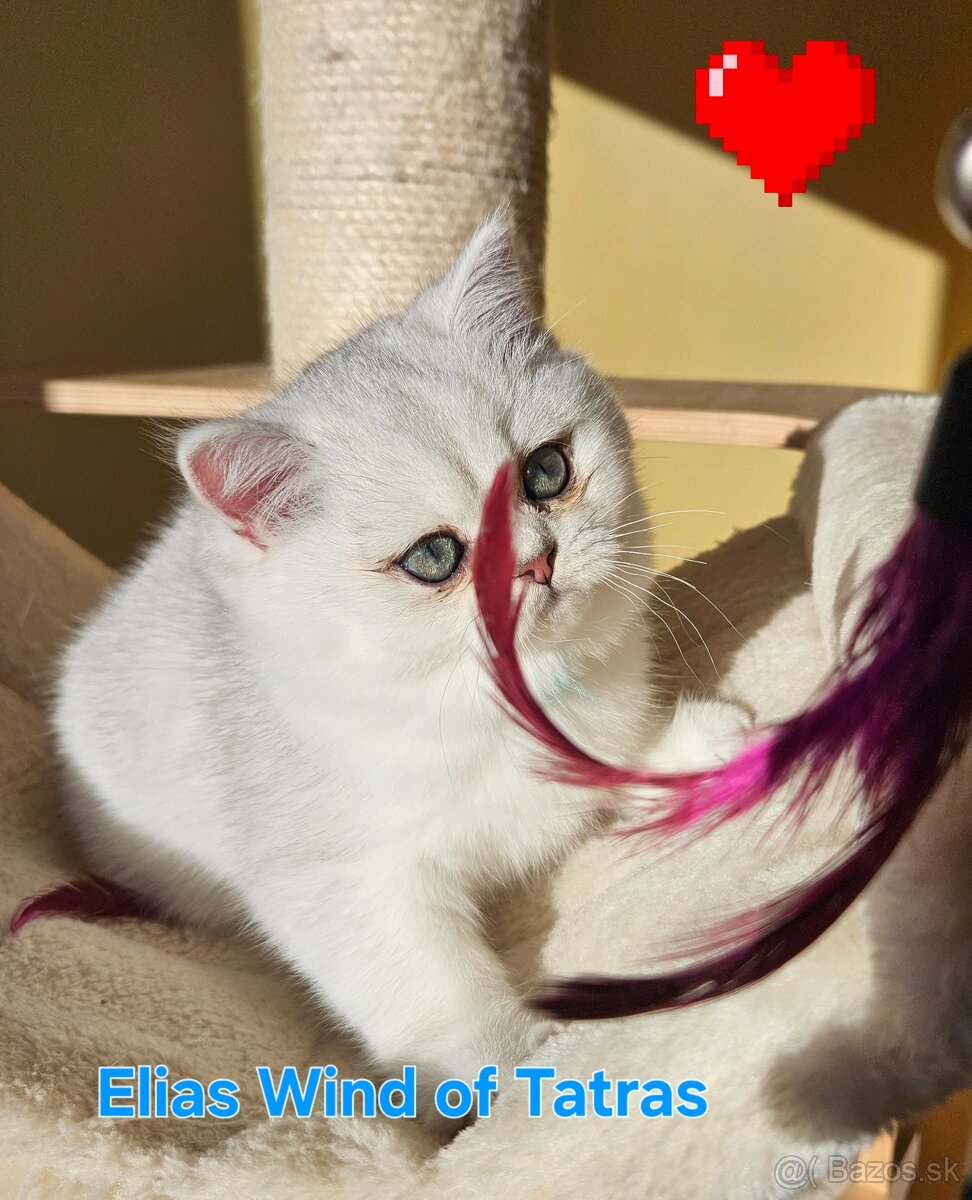 Britská krátkosrstá - 3