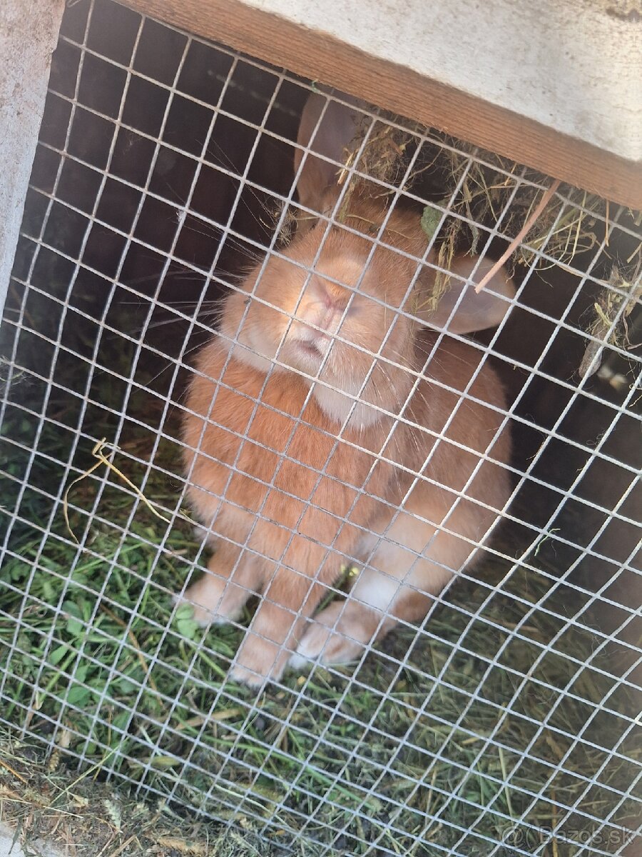 Predám králika - 3