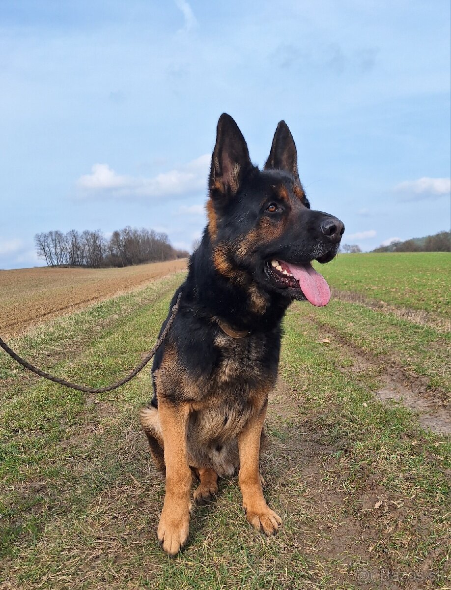 Nemecký ovčiak na krytie - 3