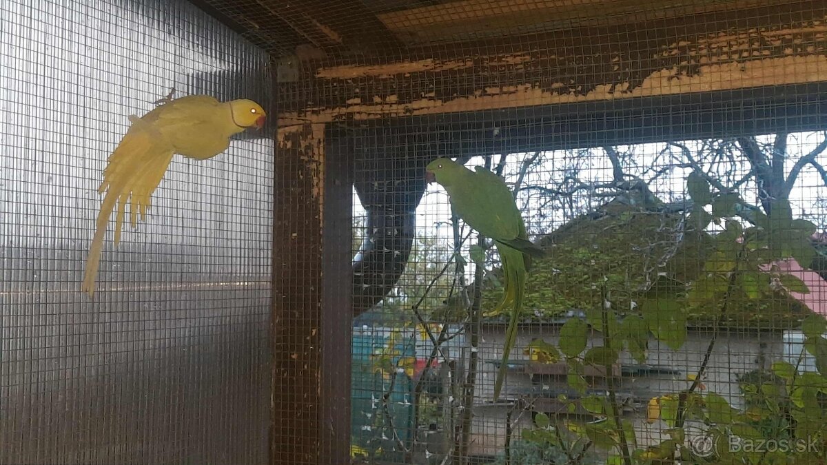 Párik alexandrov malých - 3