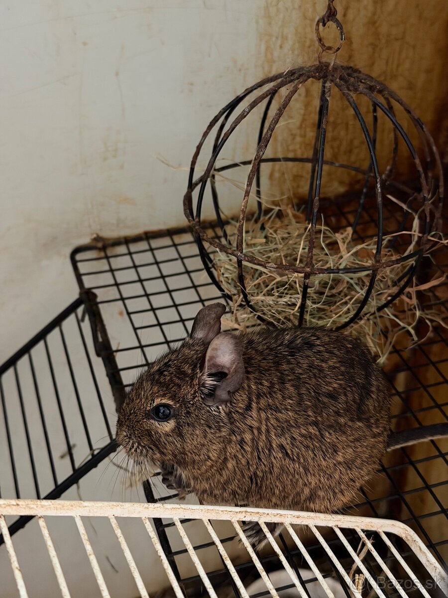 Osmák Degu - 3