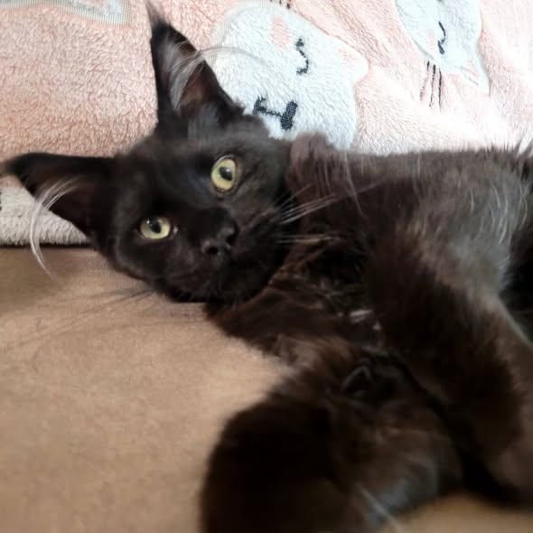 Mainská mývalí kočička s PP - 3