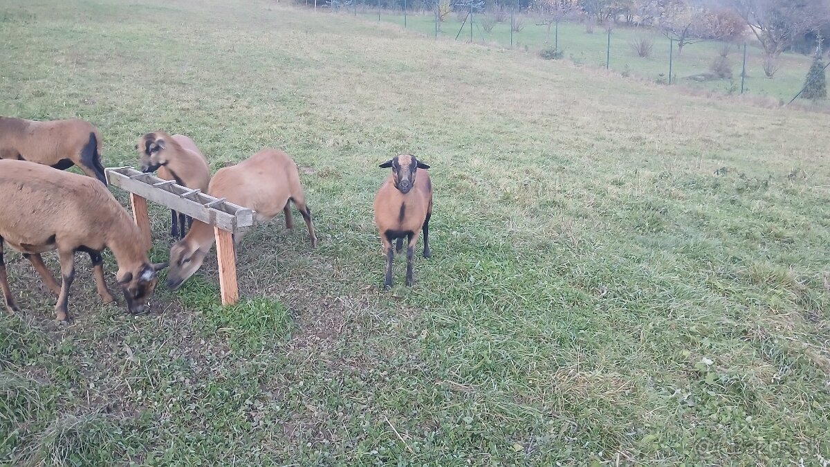 Kamerunské Ovce - 3