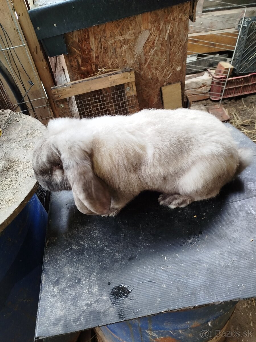 Francuzsky baran - 3