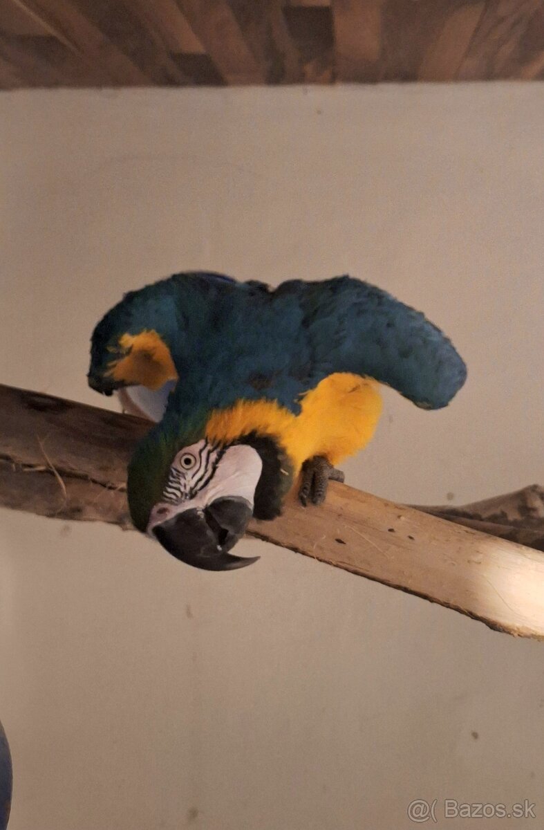 Ara Ararauna 1.0 - 3