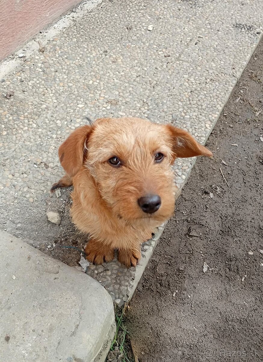 Darujem šteniatko - 3