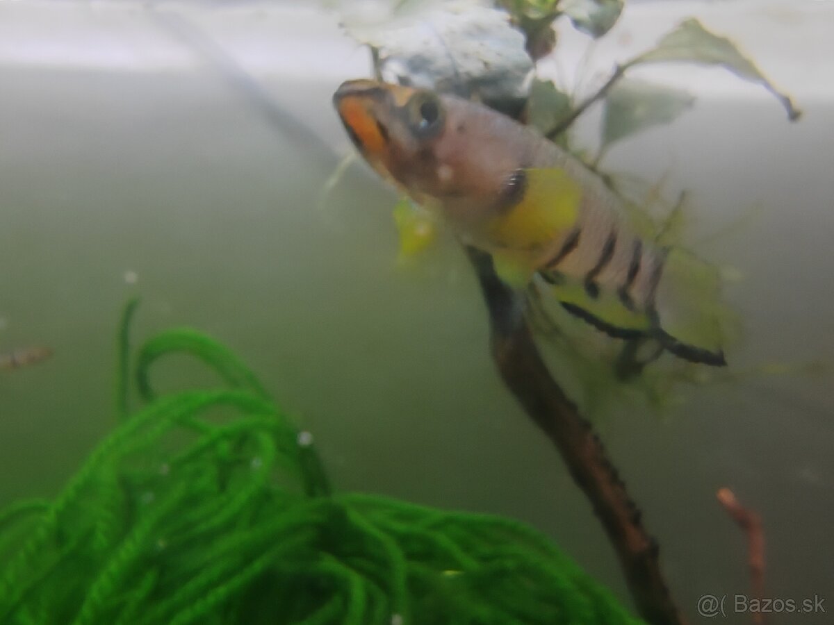 Epiplatys dageti vlastný odchov - 3