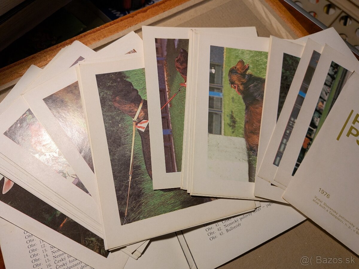 Poľovné psy slovom a obrazom - 3