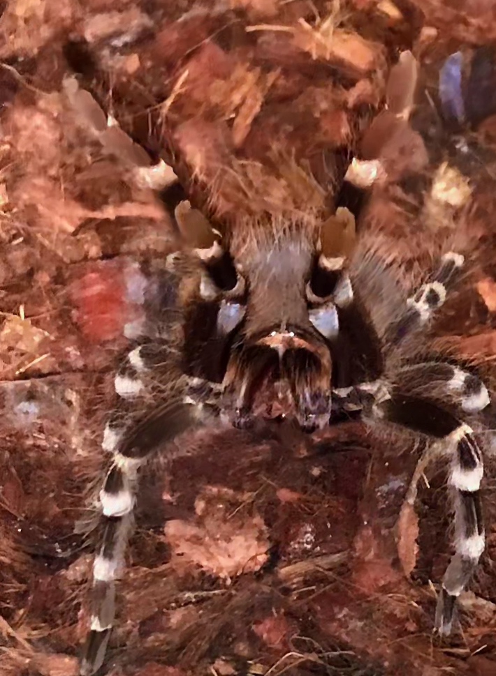 Tarantula,Vtačkár,Pavúk - 3