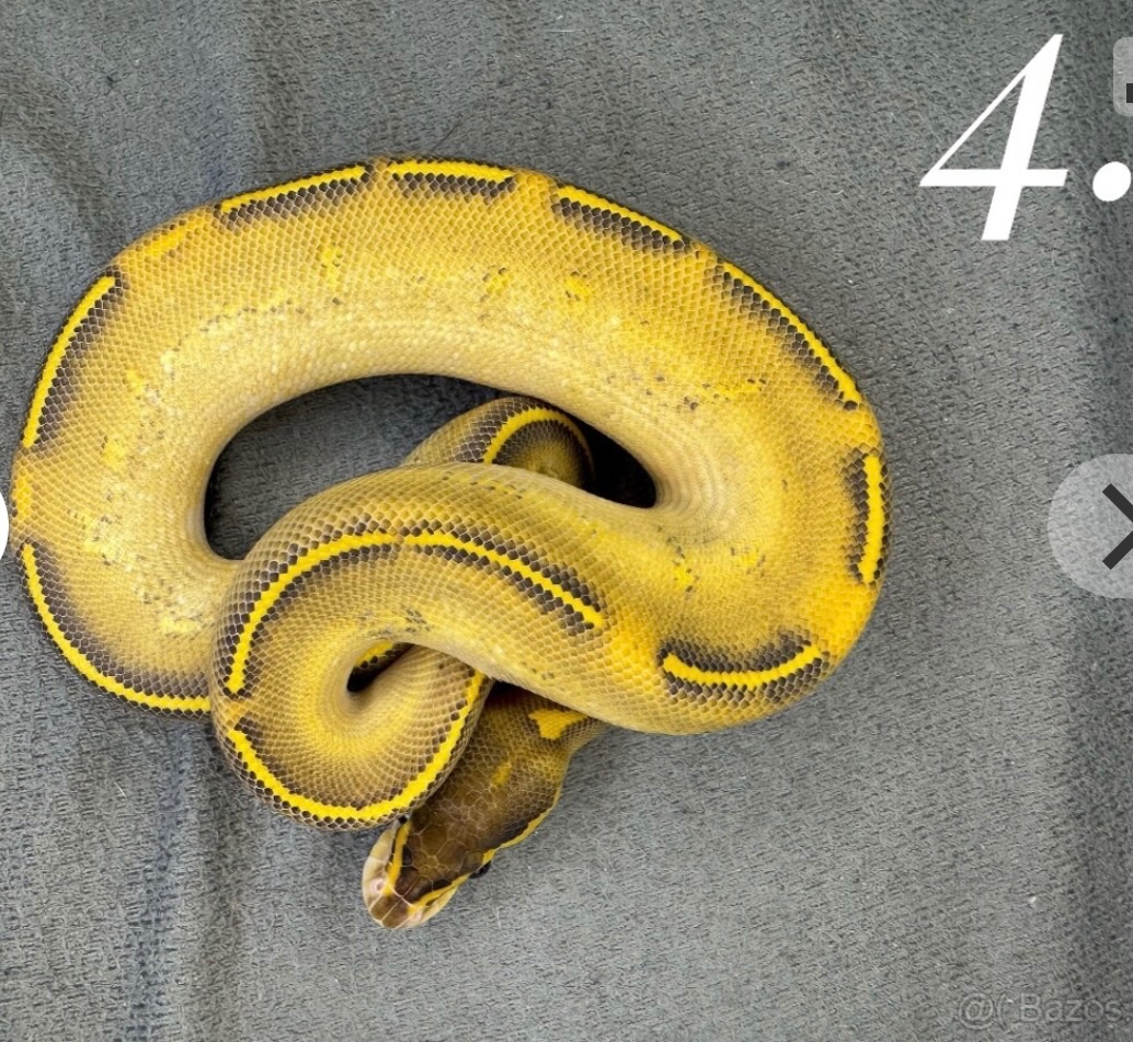 Predam krasne mladata P.regius vlastny odchov - 3