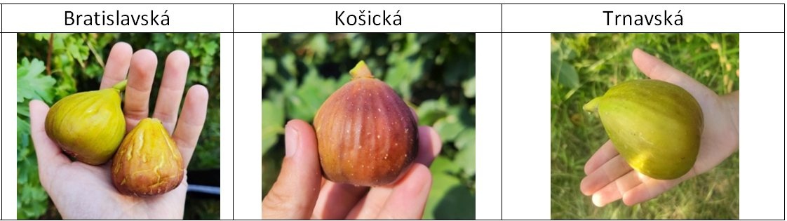 Figy, figovníky - 3