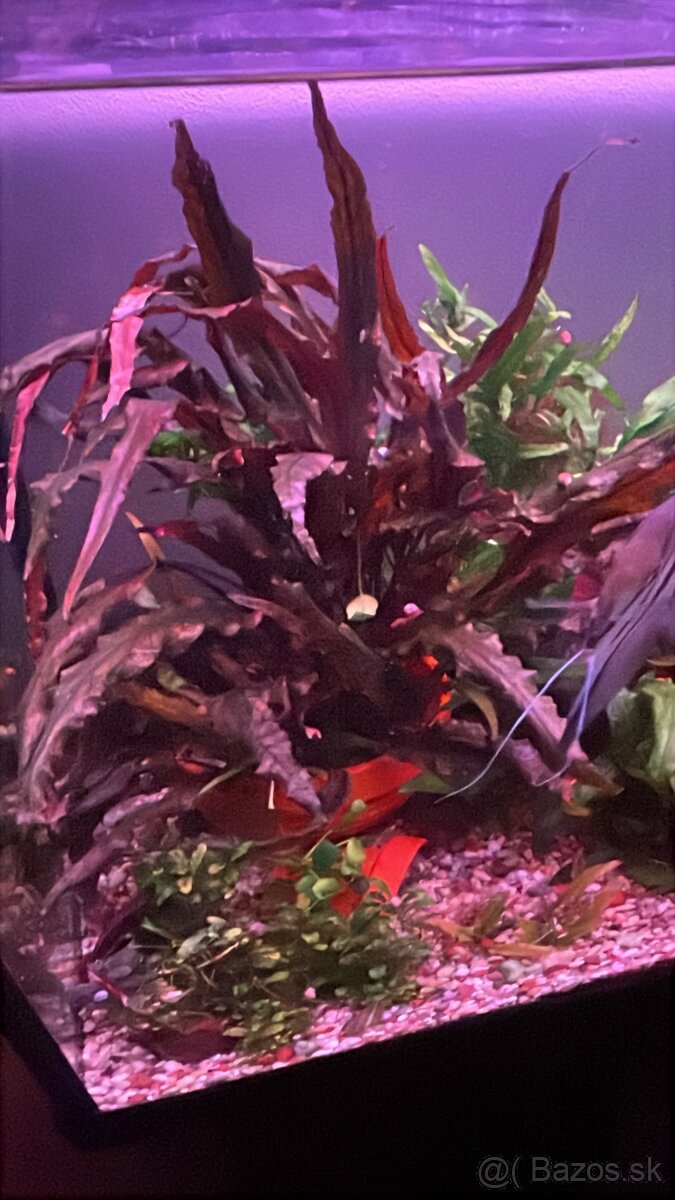 Prisavniky , gupky , rastliny - 3