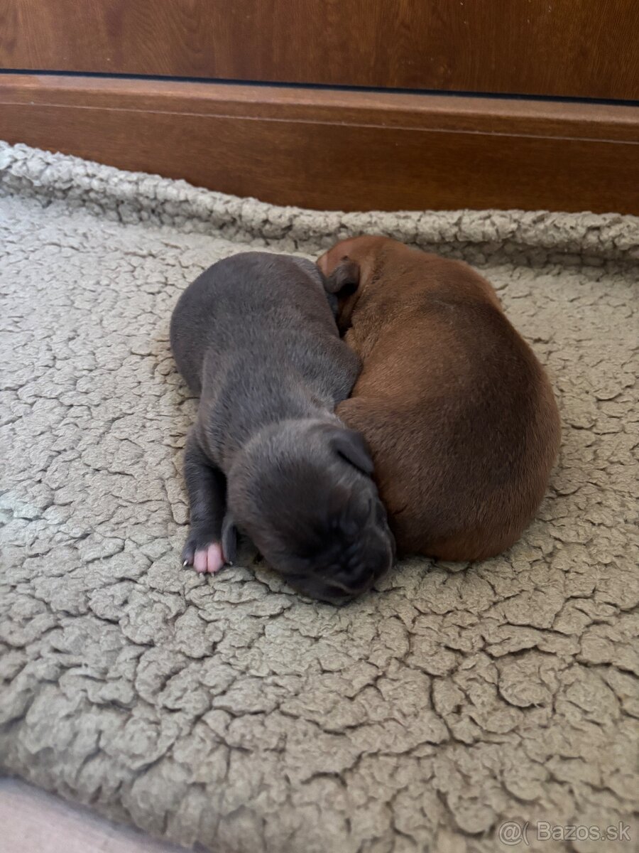 Americký stafordsirsky terier, Stafford, amstaf - 3