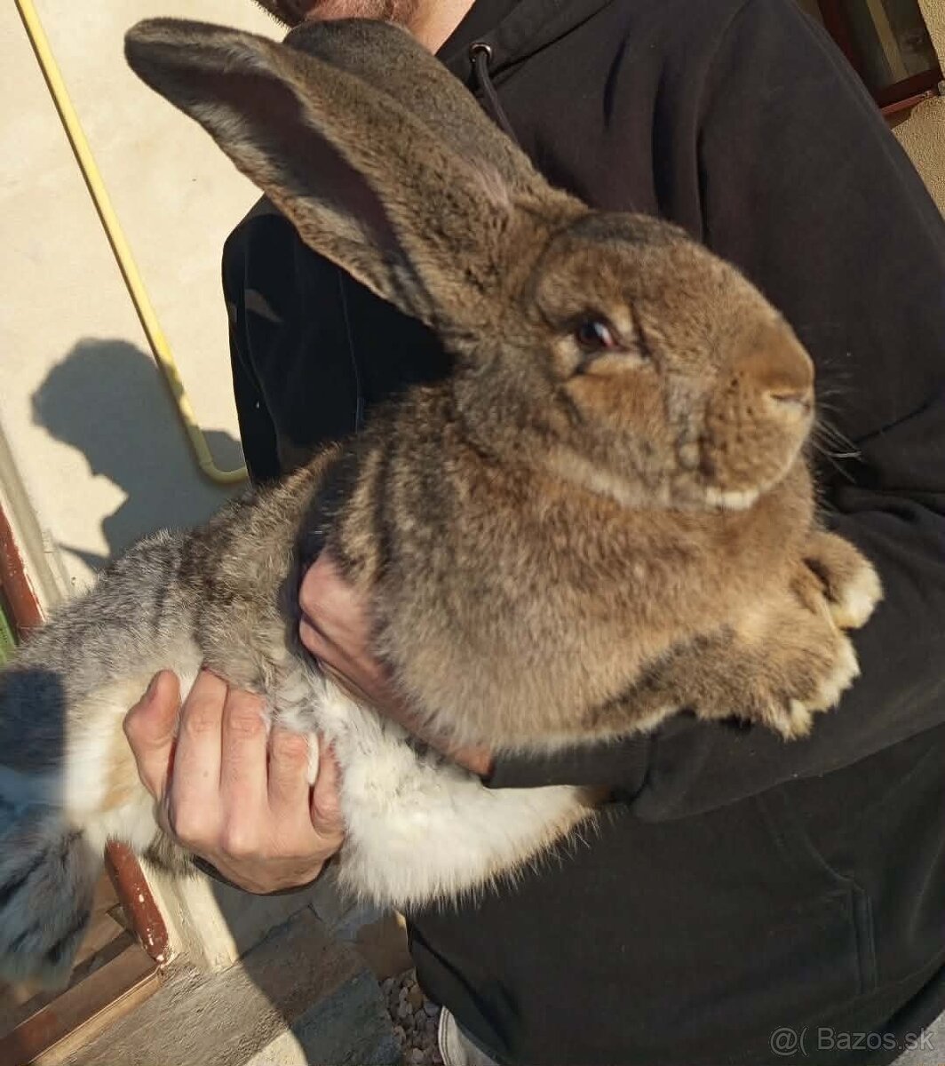 Belgický obor , Belga óriás nyúl - 3
