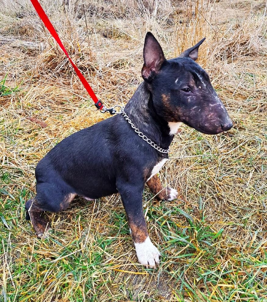 Miniatúrny bulteriér - 3