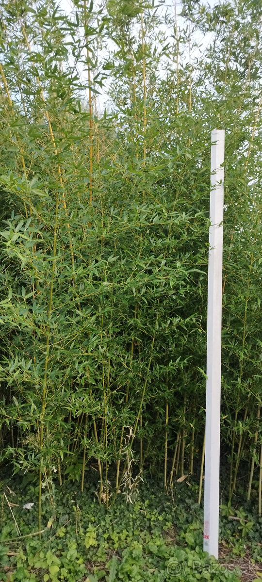 Mrazuvzdorný bambus - 3