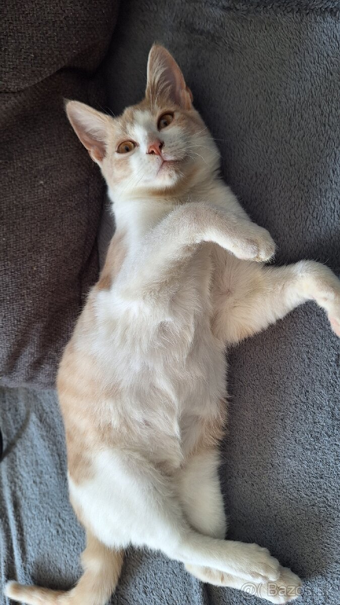 Darujem mačiatka - 3