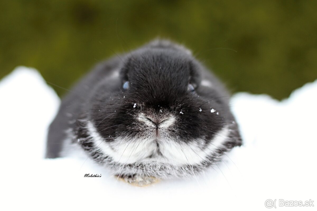 Zakrslý bielopesíkaty čierny - 3