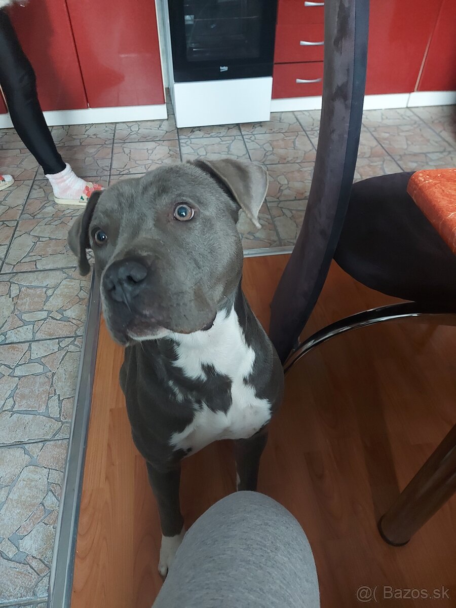 PREDAM DOSPELEHO AMERICKEHO STAFORDA - 3