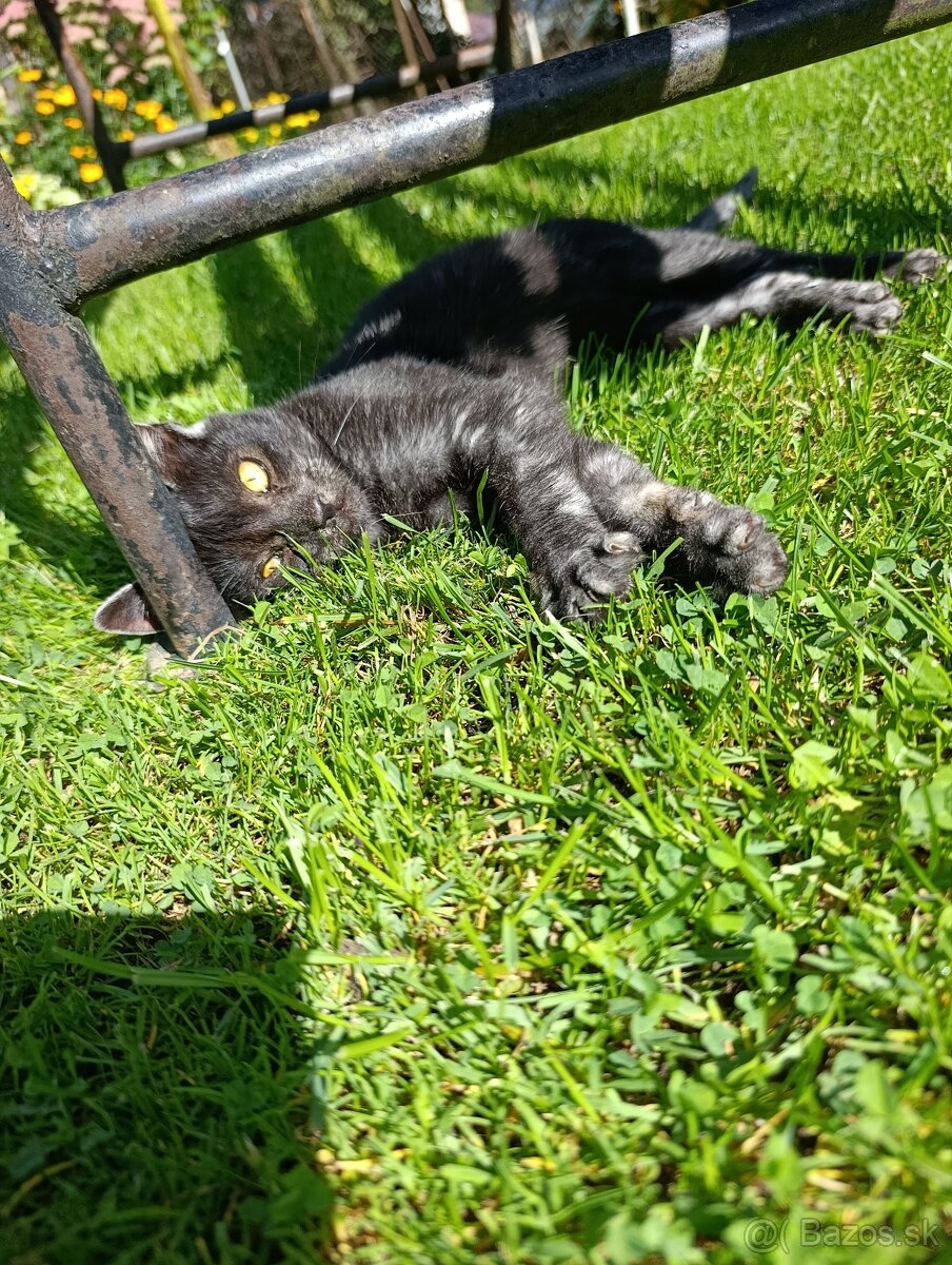 Darujem mačiatka mačičky - 3