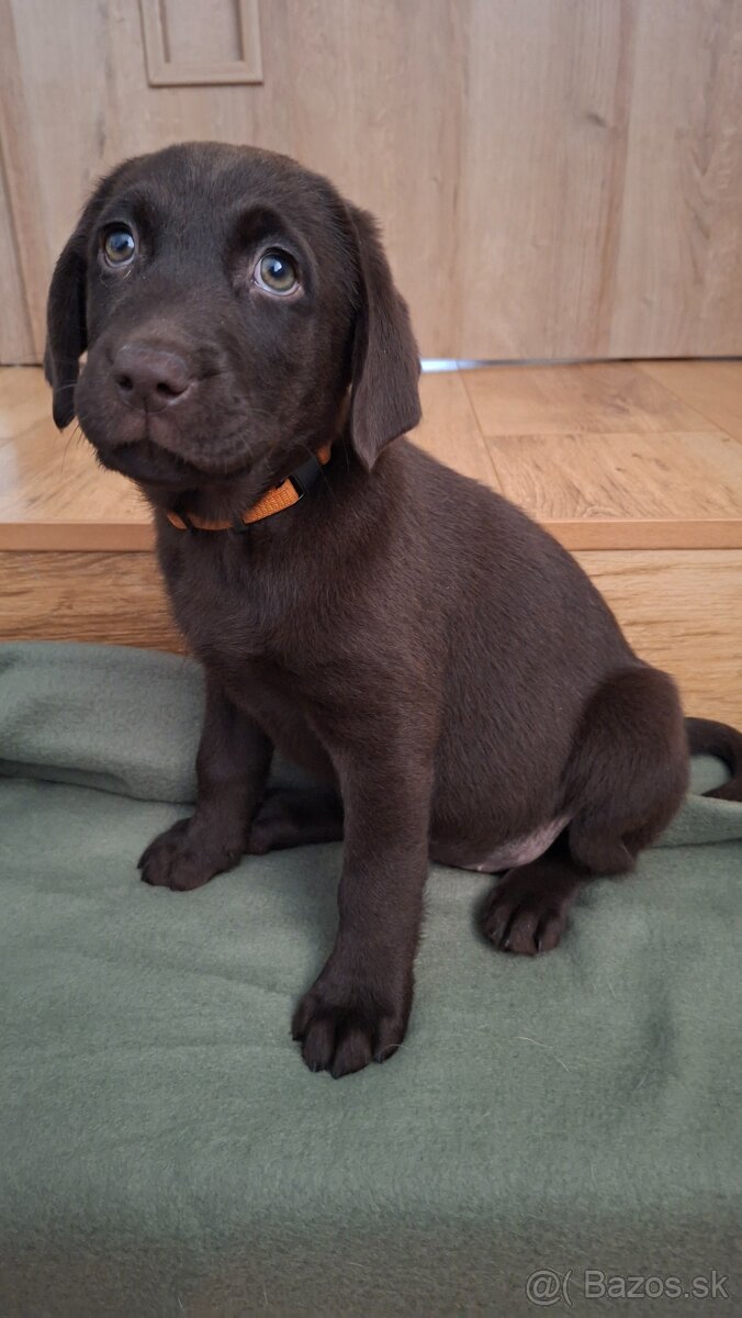 Malá labradorka - 3