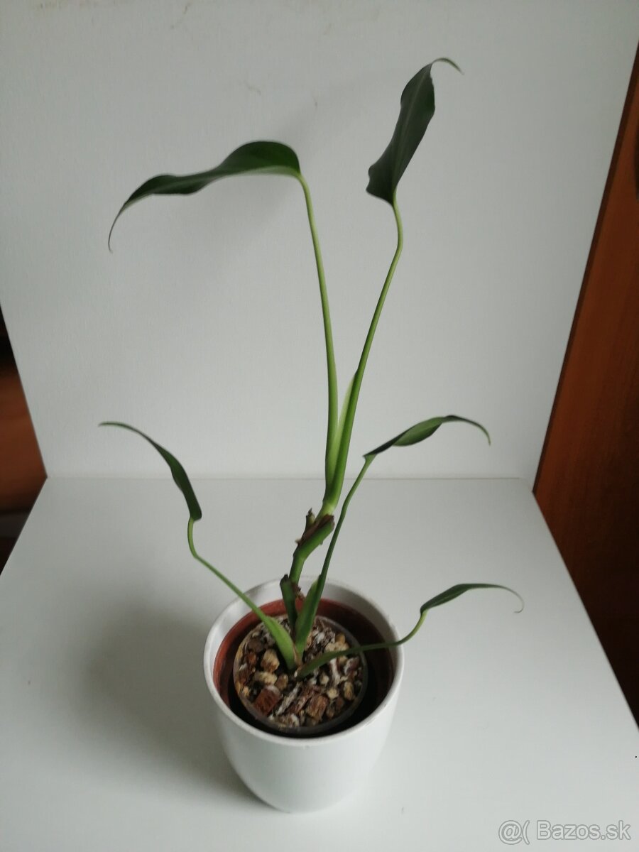 Monstera deliciosa Aurea, Monstera Burle marx - 3