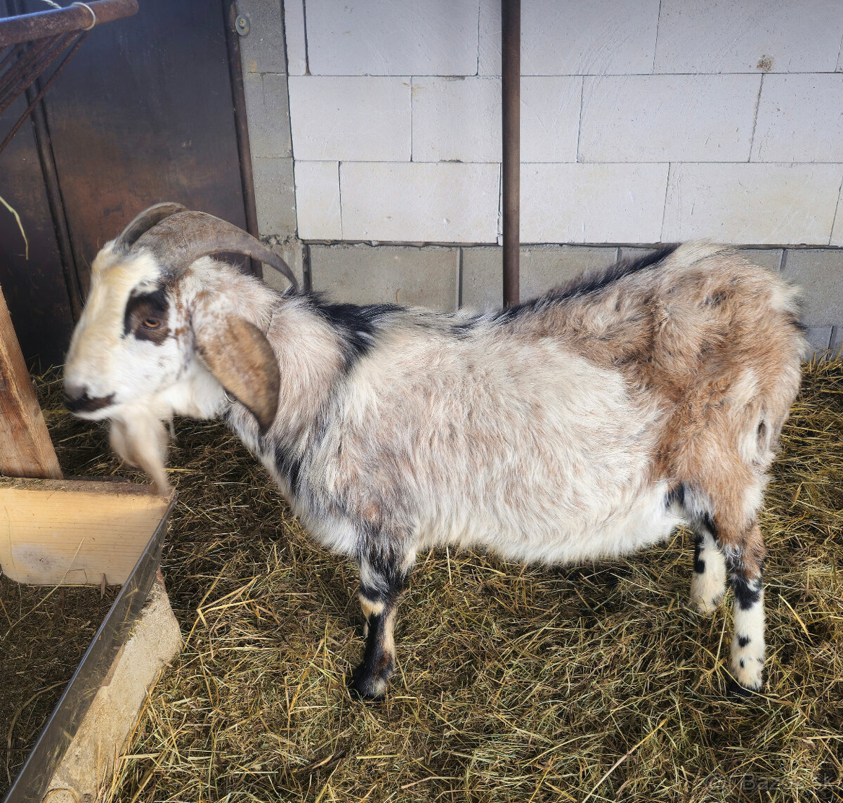 Anglonubijsky cap - 3