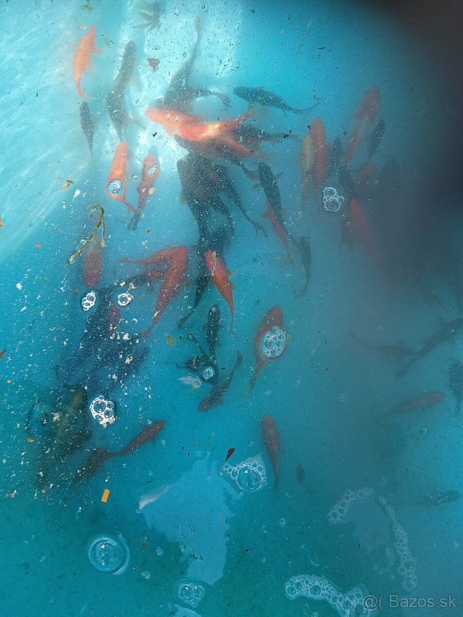 Jazierkové ryby - 3