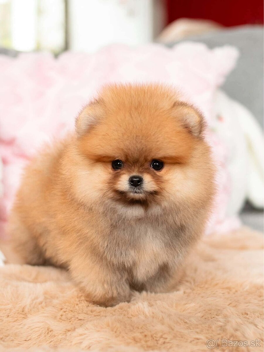 Pomeranian Mini - 3