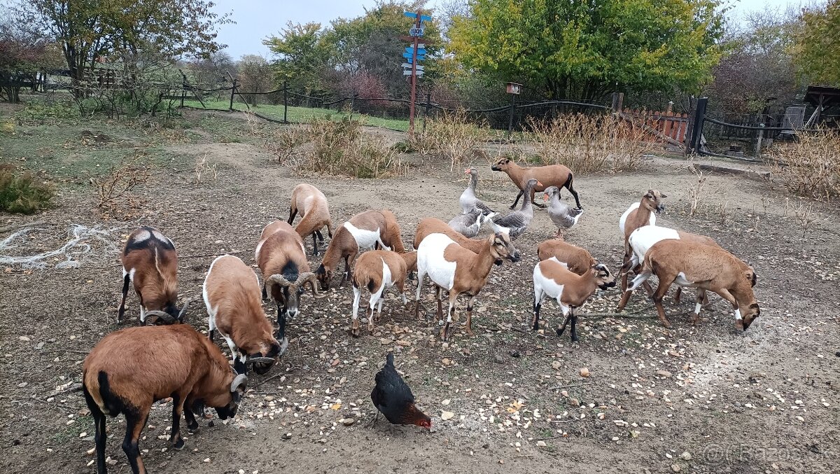 Predám Kamerúnske ovce - 3