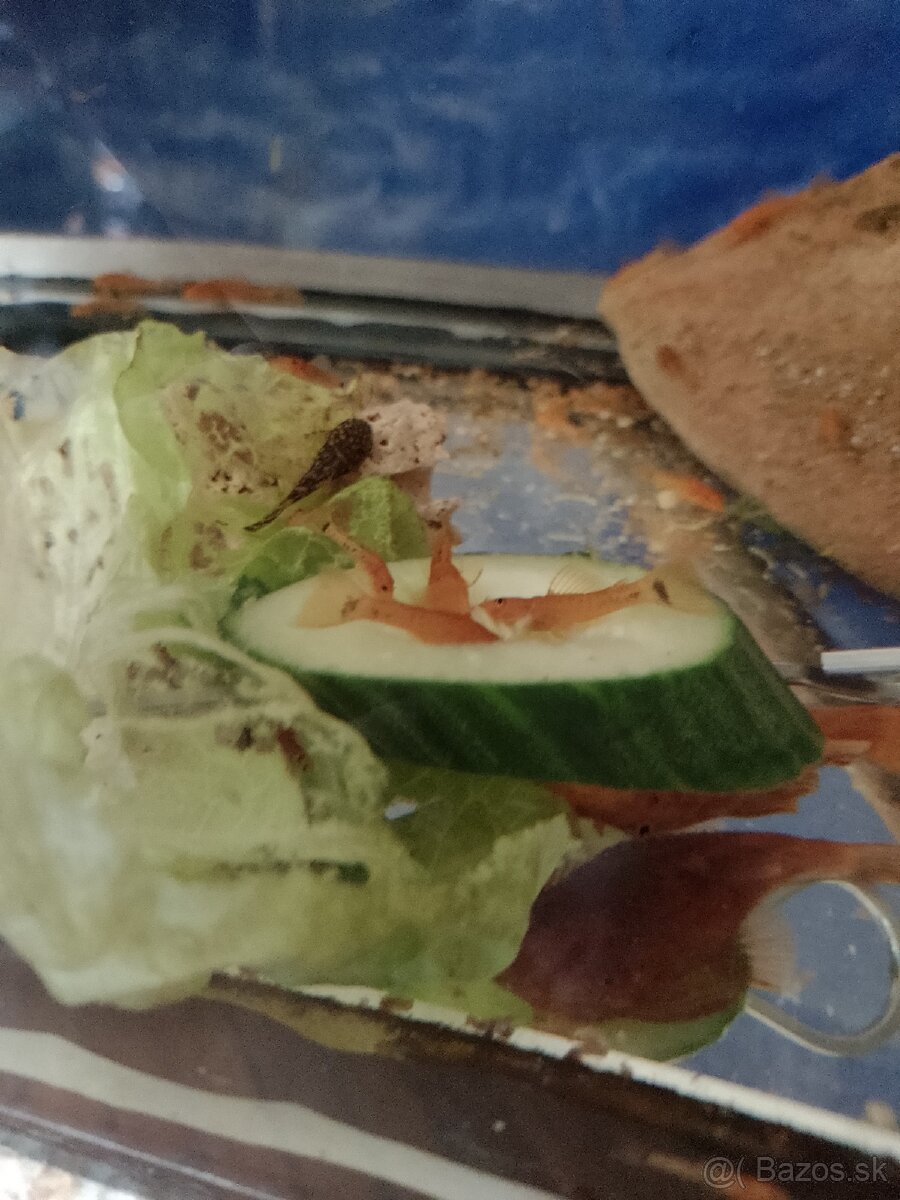 Ancistrus red x LDA16 - 3