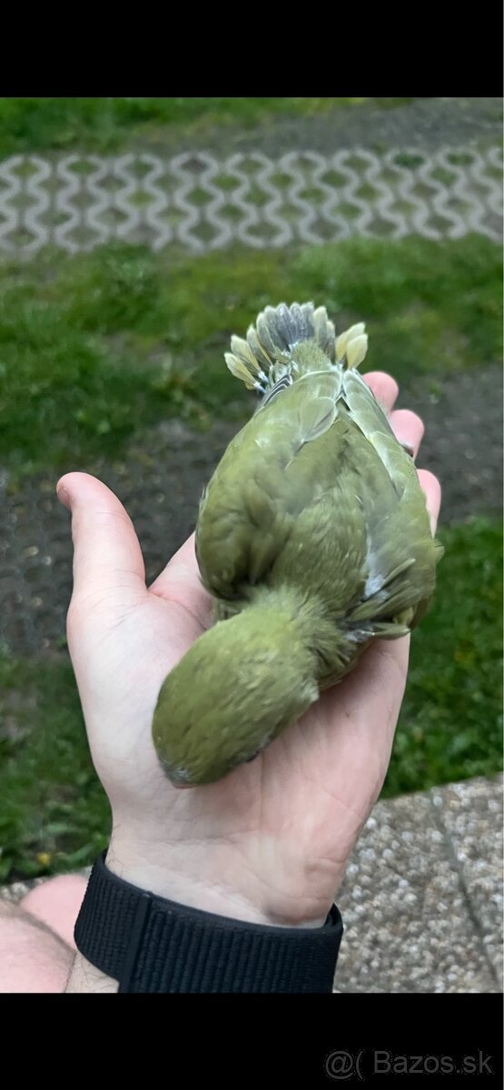 Predám cely chov a drevené voliéry - 3