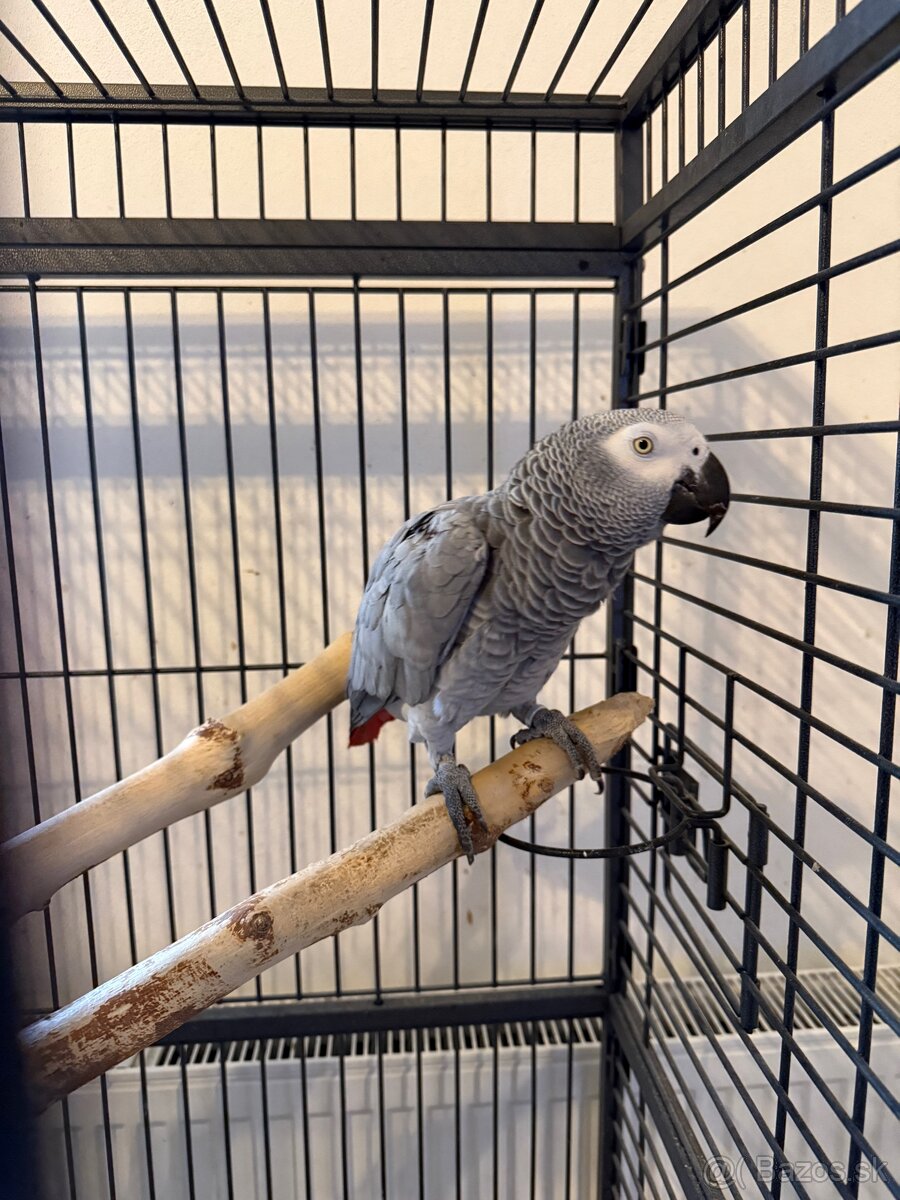 Zako Kongo samička 7rokov samček 6rokov - 3