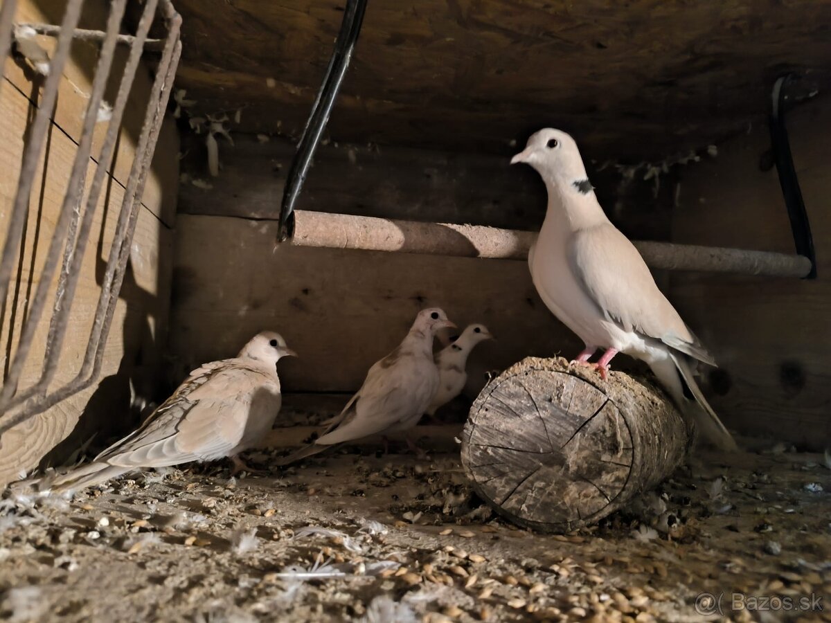 Hrdinky chichotave - 3